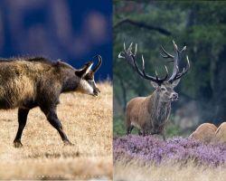 Die Gämse und Alpin Hirsch