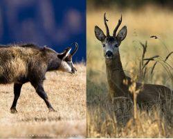 Die Gämse und der Rechbock