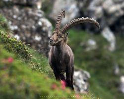 Alpin Steinbock